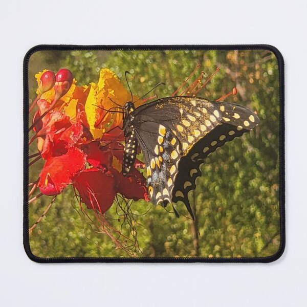 Item preview, Arizona Butterfly! designed and sold by Fatboy0699.