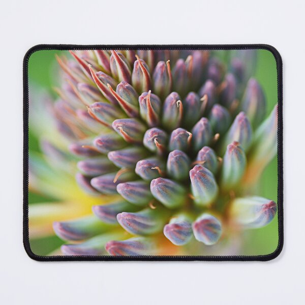 Item preview, The Spiky Succulent Flower designed and sold by Joy Watson - Natural Light Photography .