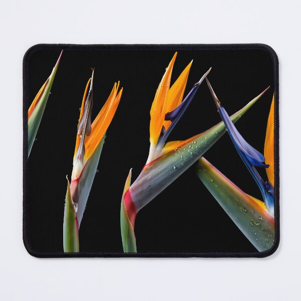 Item preview, Bird of Paradise designed and sold by Vibranta Studio.
