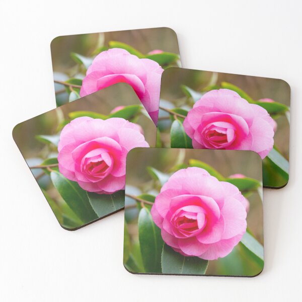 Item preview, The first camelia blossom in our garden designed and sold by jchanders.