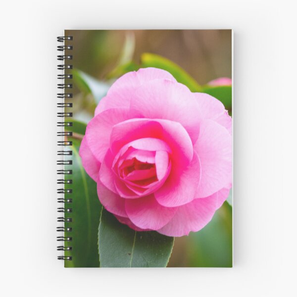 Item preview, The first camelia blossom in our garden designed and sold by jchanders.