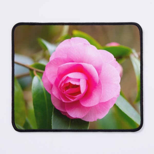 Item preview, The first camelia blossom in our garden designed and sold by jchanders.