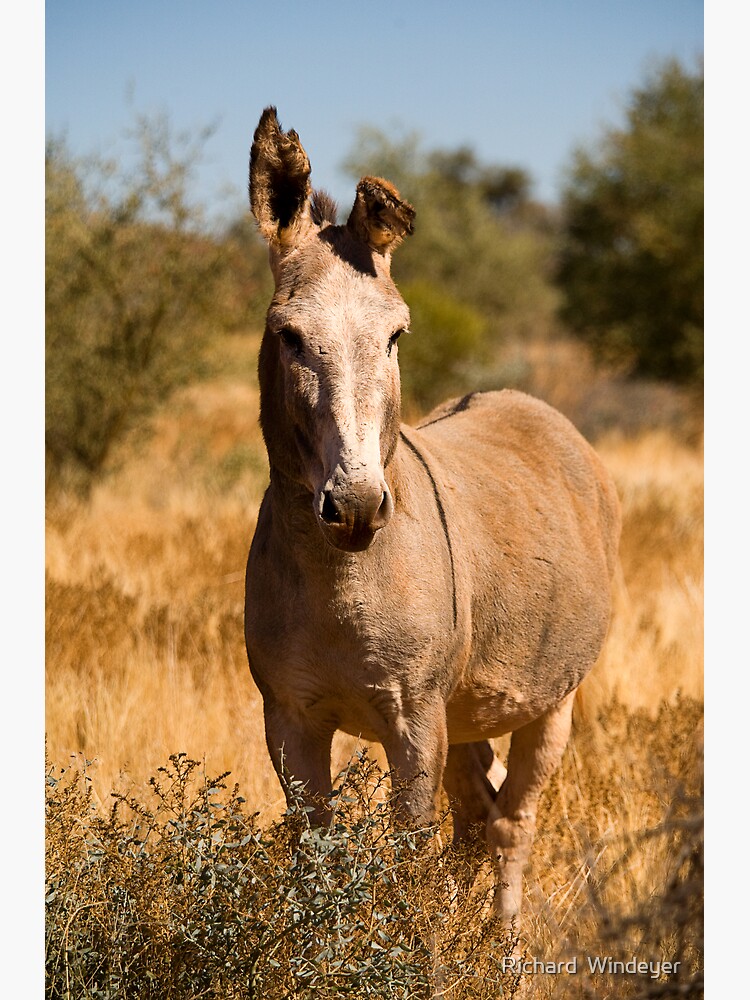Wild Donkey by RICHARDW