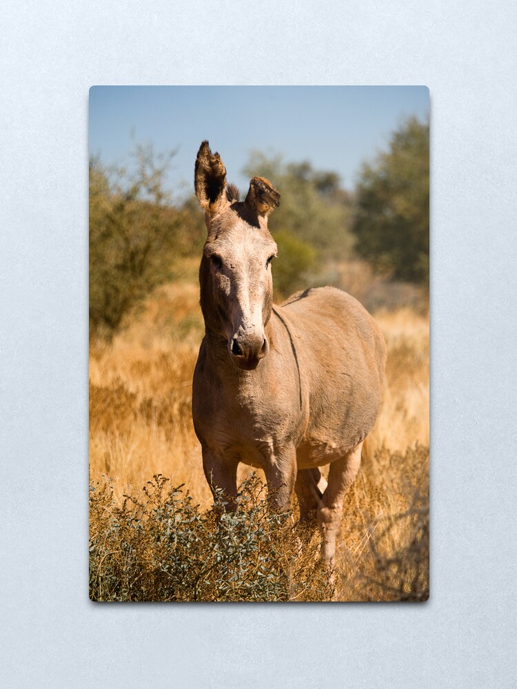 Alternate view of Wild Donkey Metal Print