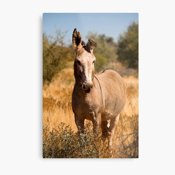 Wild Donkey Metal Print