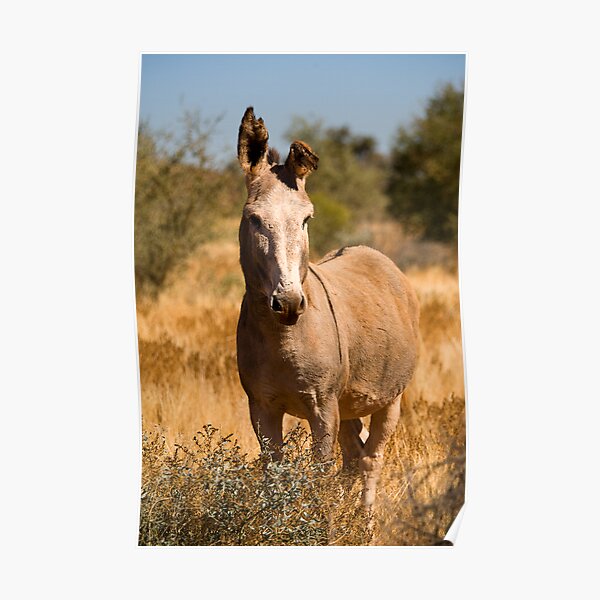 Wild Donkey Poster