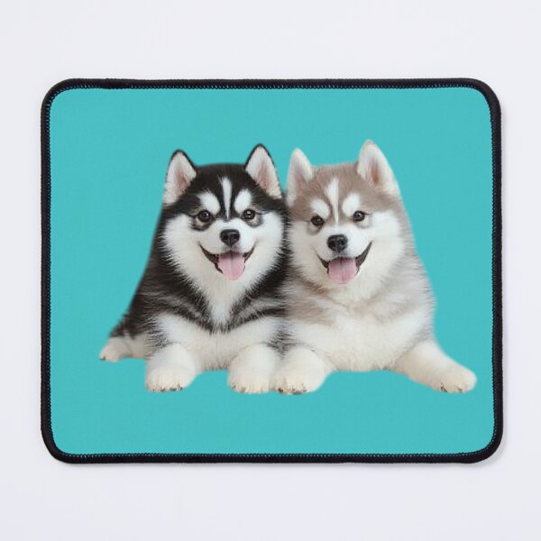 Item preview, Two cute and playful Siberian Husky puppies. designed and sold by FluffyGallery.