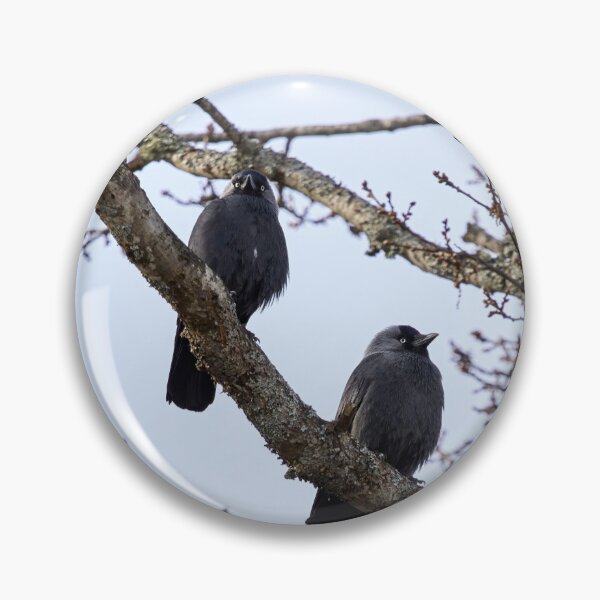 Item preview, Two and a tree. Western jackdaw designed and sold by Jouko Lehto Photography.