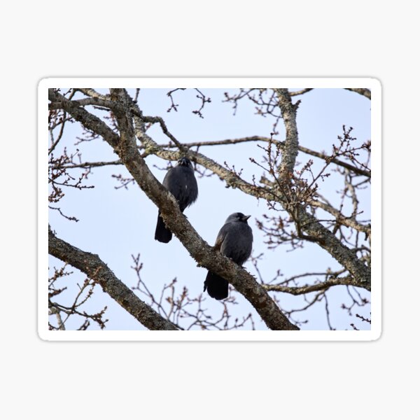Artikel-Vorschau von Zwei und ein Baum. Westliche Dohle, designt und verkauft von Jouko Lehto Photography.