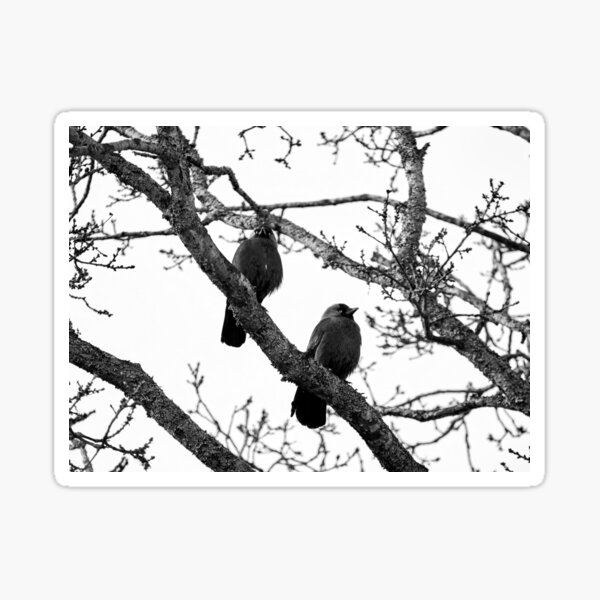 Artikel-Vorschau von Zwei und ein Baum. Westliche Dohle sw, designt und verkauft von Jouko Lehto Photography.