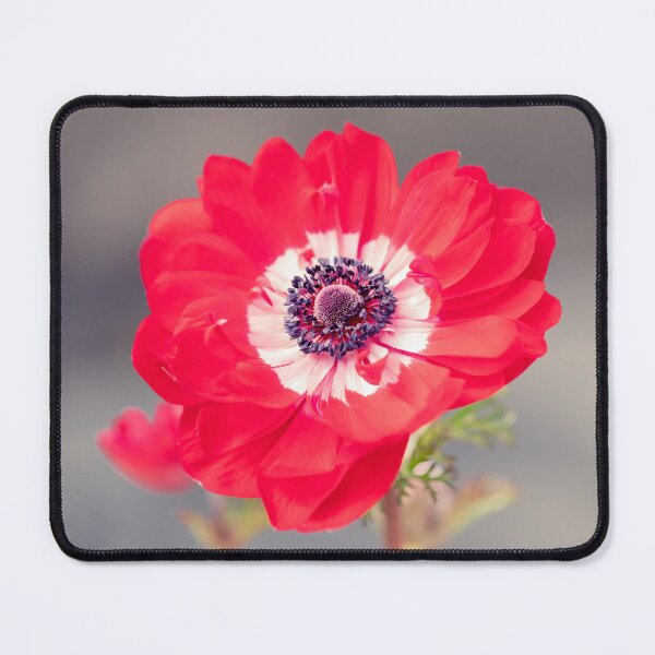 Item preview, Anemone Coronaria De Caen designed and sold by Tanya C Smith.