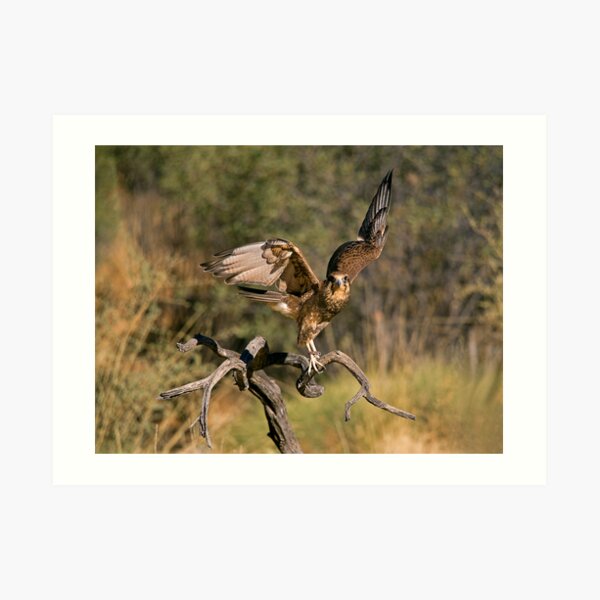 Raptor Art Print