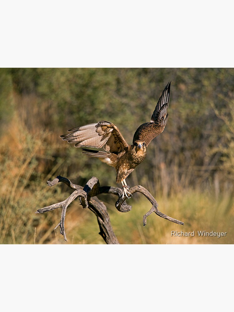 Raptor by RICHARDW