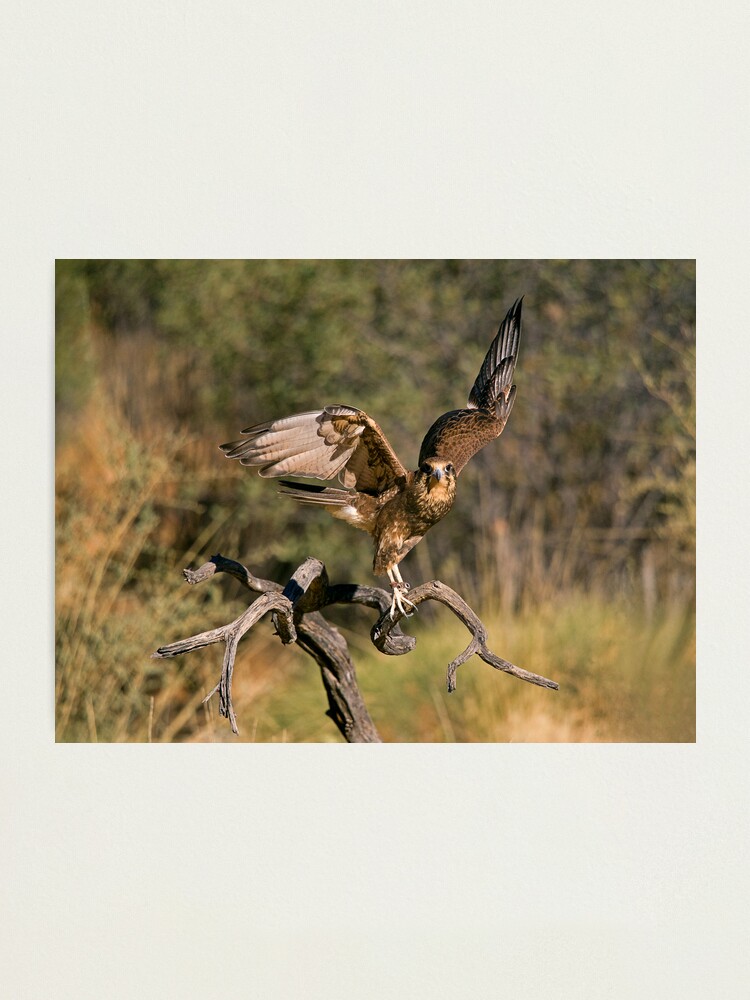 Alternate view of Raptor Photographic Print
