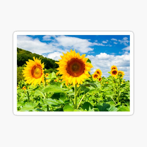 sunflower field in the mountains Sticker