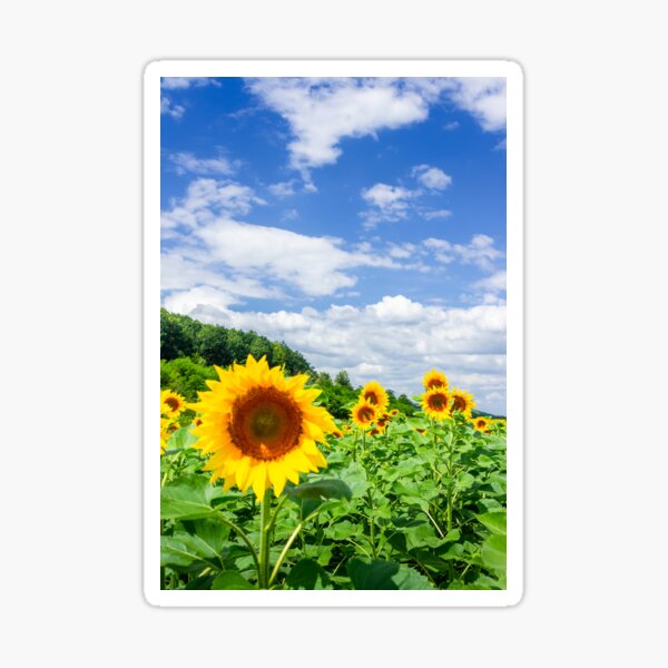 sunflower field in the mountains Sticker