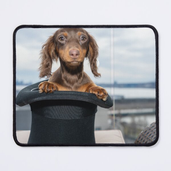 Item preview, Mini long haired Dachshund sitting in a top hat designed and sold by Captain747.