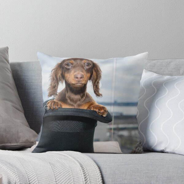Item preview, Mini long haired Dachshund sitting in a top hat designed and sold by Captain747.