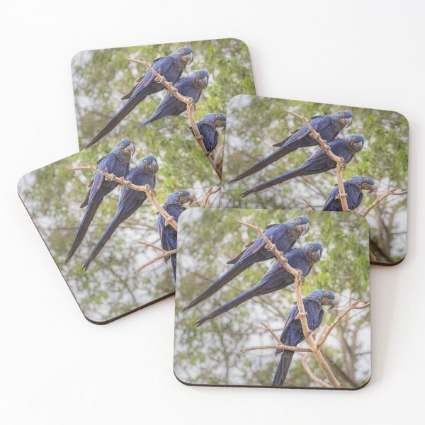 Item preview, Three Hyacinth Macaws in a Row Pantanal Brazil designed and sold by PhotoArt by Joan Carroll.