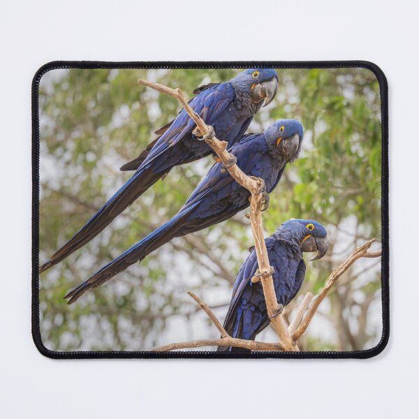 Item preview, Three Hyacinth Macaws in a Row Pantanal Brazil designed and sold by PhotoArt by Joan Carroll.