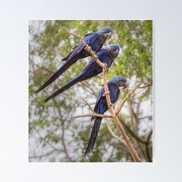 Item preview, Three Hyacinth Macaws in a Row Pantanal Brazil designed and sold by PhotoArt by Joan Carroll.