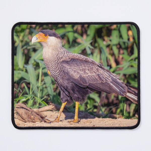 Item preview, Southern Crested Caracara Pantanal Brazil designed and sold by PhotoArt by Joan Carroll.