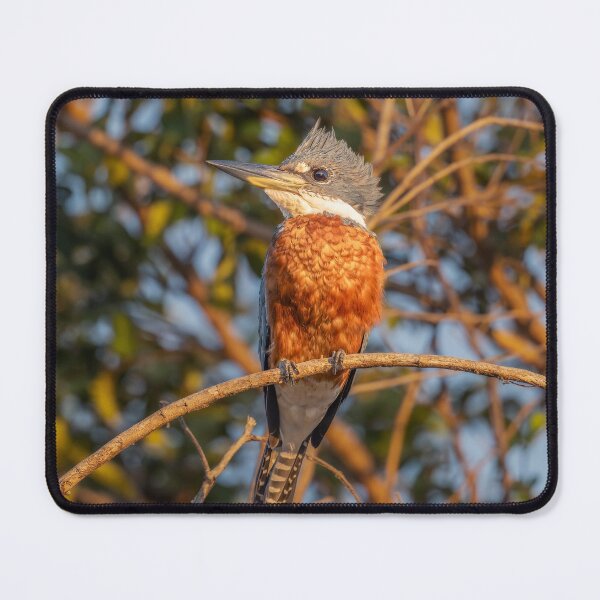 Item preview, Ringed Kingfisher in Warm Evening Light Pantanal Brazil designed and sold by PhotoArt by Joan Carroll.