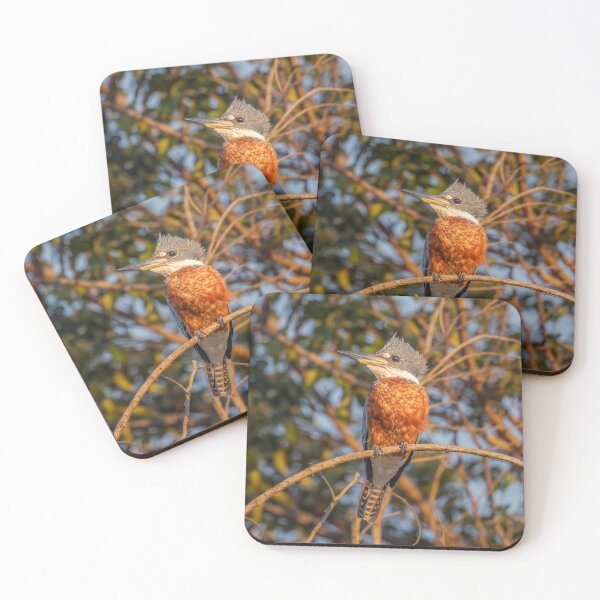 Item preview, Ringed Kingfisher in Warm Evening Light Pantanal Brazil designed and sold by PhotoArt by Joan Carroll.
