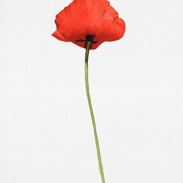 Artwork thumbnail, Red Poppy by Rachel Fritz Watson