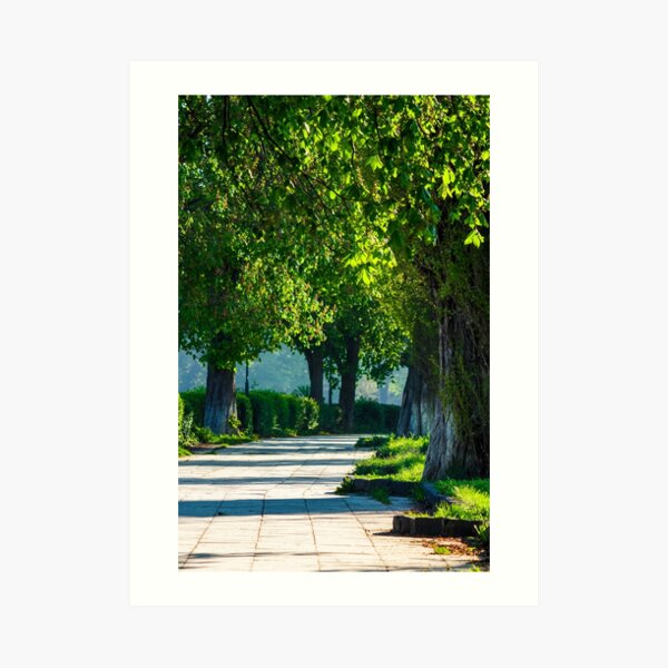 alley with old chestnut trees Art Print