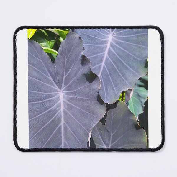 Item preview, Black Elephant Ear designed and sold by Quantum-Life.
