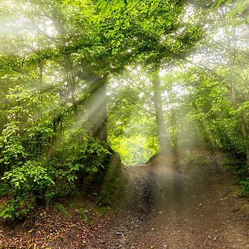 Artwork thumbnail, dirt road through beech forest by mike-pellinni