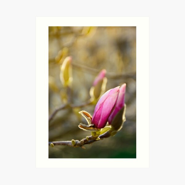 purple flowers of magnolia tree blossom Art Print