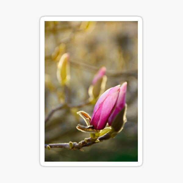 purple flowers of magnolia tree blossom Sticker