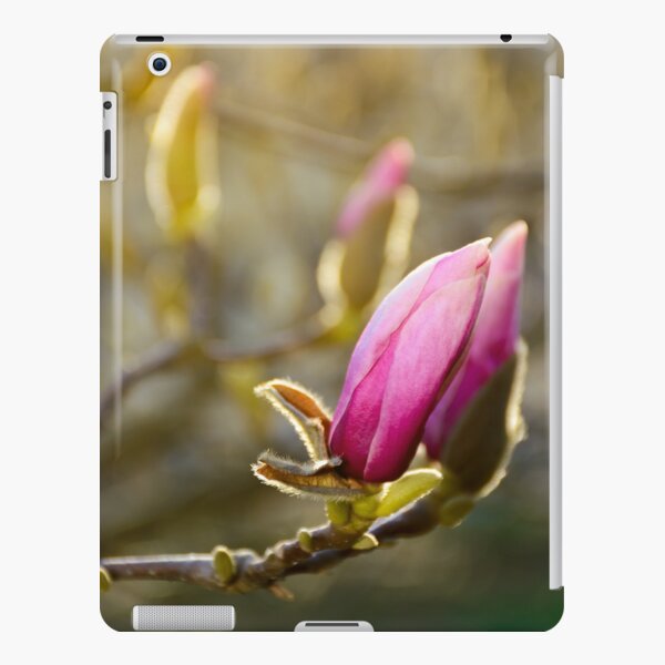 purple flowers of magnolia tree blossom iPad Snap Case