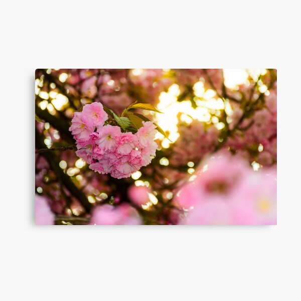 closeup of cherry blossom flowers Canvas Print