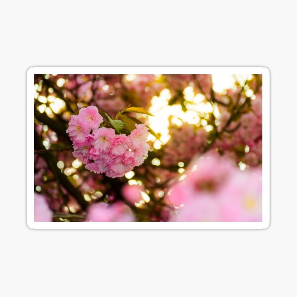 closeup of cherry blossom flowers Sticker