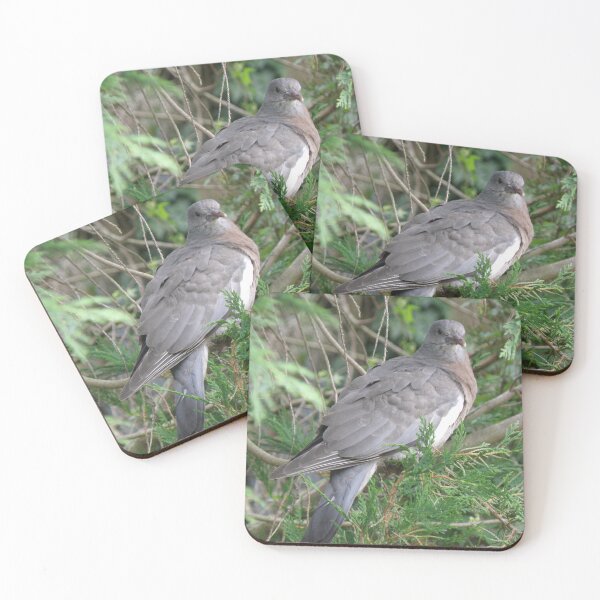 Item preview, Cute Juvenile Wood Pigeon in a Tree designed and sold by naturegallery.