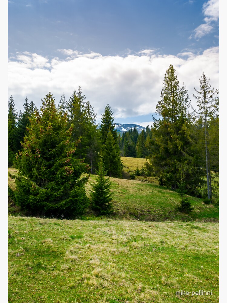 Thumbnail 3 of 3, Sticker, spruce forest on rolling hills designed and sold by mike-pellinni.