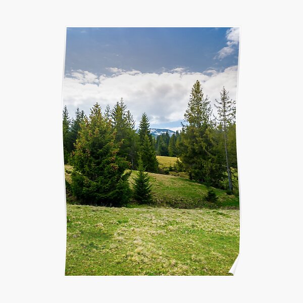 spruce forest on rolling hills Poster
