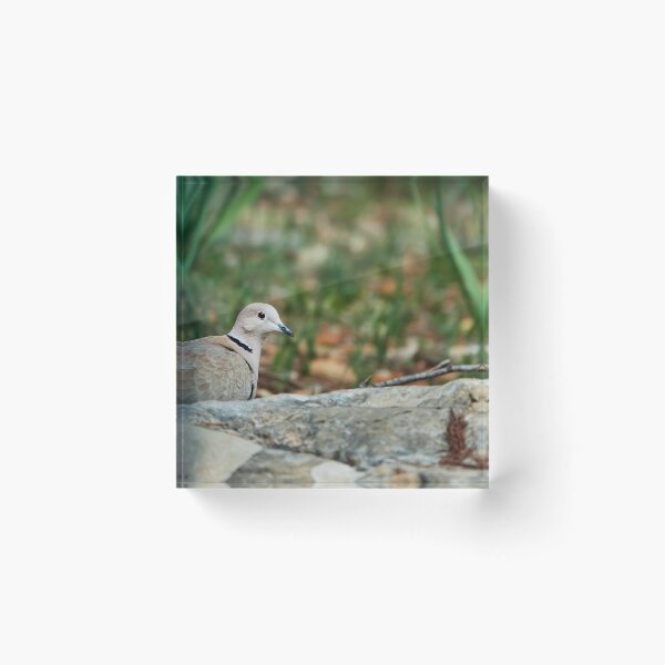 Item preview, Collared Dove designed and sold by Eidetic Photos.