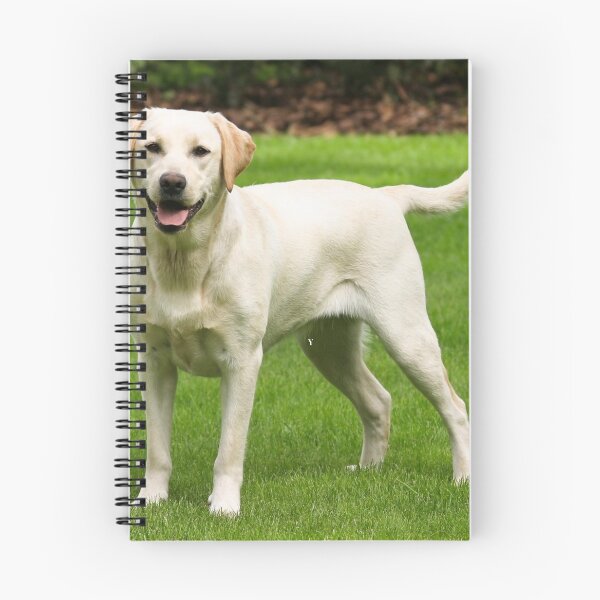 Item preview, Affectionate Labrador Retriever designed and sold by Noni3D.