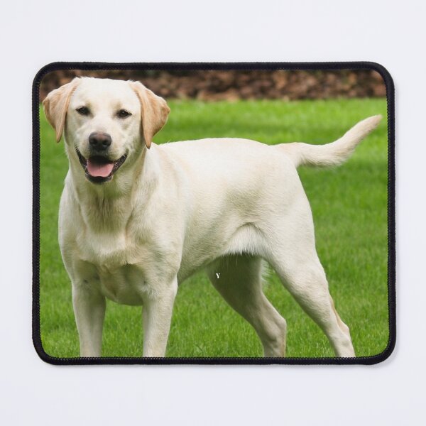 Item preview, Affectionate Labrador Retriever designed and sold by Noni3D.