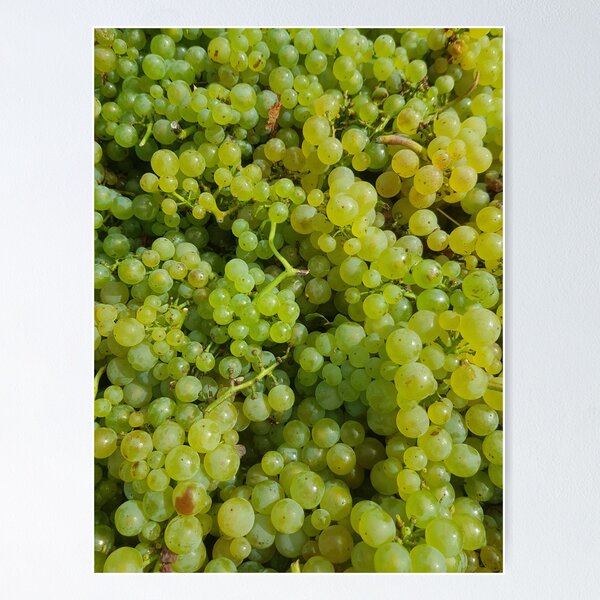 Chardonnay by Adelaide Artist Avril Thomas at Magpie Springs Poster