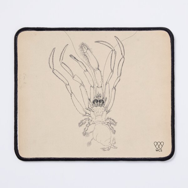 Item preview, Hudson Canyon Crustacean designed and sold by WCS-Archives.