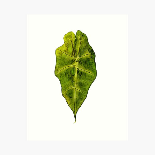 Vista previa del artículo con la obra «Arte de hojas de alocasia prensadas», diseñado y vendido por Luilui7.