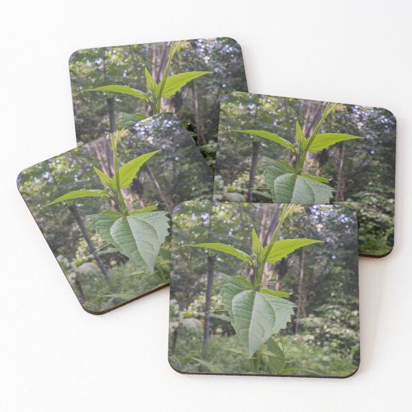 Item preview, Dark green plant leaves shot in the forest with focus on the foreground. designed and sold by Yusuf-Design.
