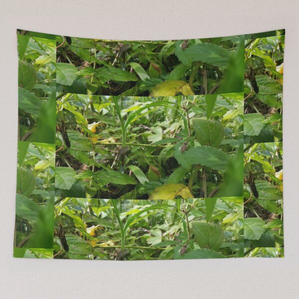Item preview, Rice Bug on Leaf Perfect for Nature Lovers Who Love Animals. designed and sold by Yusuf-Design.