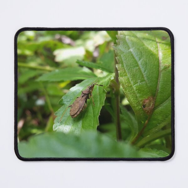Item preview, Lupine bug is shot in the mounatin designed and sold by Yusuf-Design.