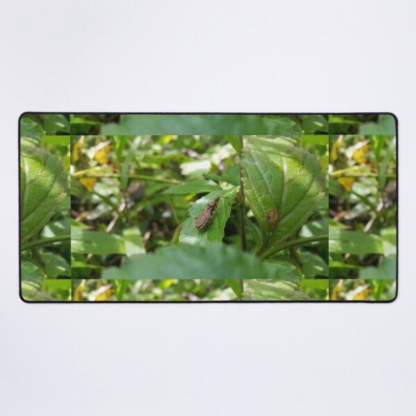Item preview, Lupine bug is shot in the mounatin designed and sold by Yusuf-Design.